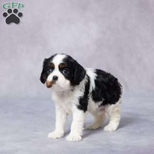 Iris, Cavalier King Charles Spaniel Puppy